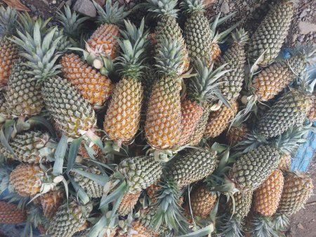 Photo for One of Indonesian typical fruit : Honey Pineapple - Royalty Free Image