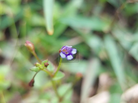 Die niederliegende Blume des falschen Pimpernels (Lindernia procumbens)