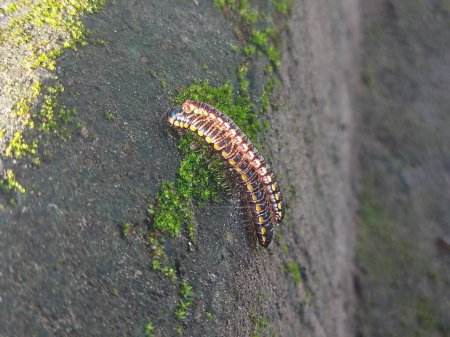 Photo for Caterpillars are mating on mossy rock - Royalty Free Image