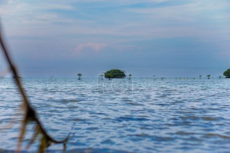 Photo for Seascape with mangrove trees standing lonely in the middle of the ocean with a cloudy sky - Royalty Free Image