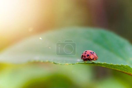 close-up view, Epilachna ladybugs eat green leaves, pest invasion, plant-destroying parasites, agricultural damage. The concept of protecting plants