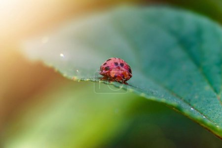 Up close, Epilachna ladybugs eat green leaves, pest invasion, plant-destroying parasites, agricultural damage. The concept of protecting plants