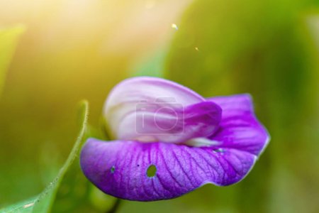 close-up view of bluebellvine, blue pea, butterfly pea, cordofan pea, Darwin pea or in Indonesia call telang ternate or bunga telang with bokeh background