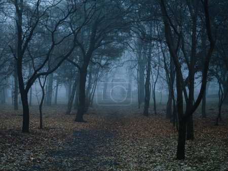 Téléchargez les photos : Forêt mystérieuse la nuit - en image libre de droit