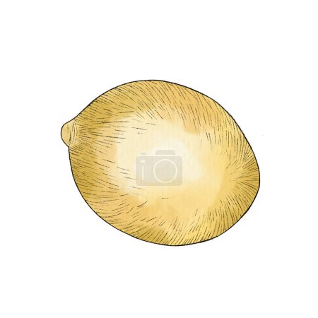 Photo for Hand drawn illustrations of beautiful yellow lemon fruits with leaves. Black stroke, lemon sketch - Royalty Free Image