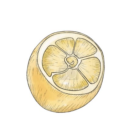 Foto de Ilustraciones dibujadas a mano de hermosos frutos de limón amarillo con hojas. Golpe negro, boceto de limón - Imagen libre de derechos