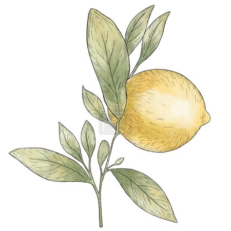 Téléchargez les photos : Illustrations dessinées à la main de beaux fruits jaunes citron avec des feuilles. Course noire, croquis au citron - en image libre de droit