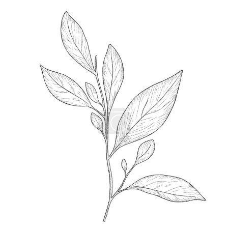 Photo for Hand drawn illustration of beautiful monochrome leaves. Black stroke, branch sketch - Royalty Free Image