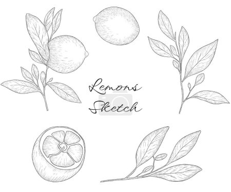 Foto de Ilustraciones dibujadas a mano de frutas de limón monocromáticas con hojas. Golpe negro, boceto de limón - Imagen libre de derechos