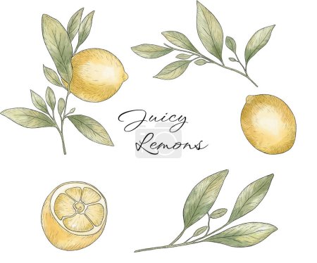 Téléchargez les photos : Ensemble d'illustrations dessinées à la main de fruits jaunes citron avec des feuilles. Course noire, croquis au citron - en image libre de droit