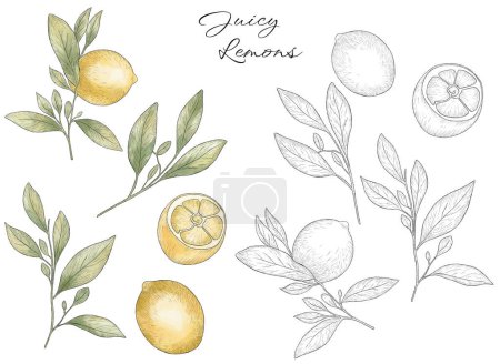 Téléchargez les photos : Ensemble d'illustrations dessinées à la main de citrons jaunes avec des feuilles. Coup noir, croquis au citron isolé sur blanc - en image libre de droit