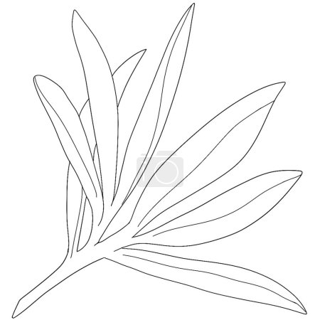 Téléchargez les photos : Croquis branche d'olivier avec feuilles. contour monochrome branches d'olivier - en image libre de droit