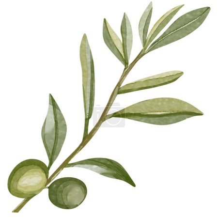 Photo for Watercolor image of an olive branch with leaves. Hand drawn watercolor olive branches - Royalty Free Image