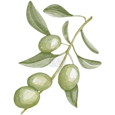 Téléchargez les photos : Image aquarelle d'une branche d'olivier avec des feuilles. Aquarelle dessinée à la main branches d'olive - en image libre de droit