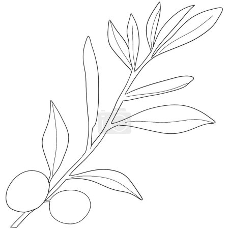 Foto de Boceto rama de olivo con hojas. Esquema monocromo ramas de olivo - Imagen libre de derechos