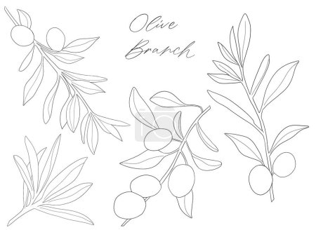 Foto de Juego de boceto de rama de olivo con hojas. Esquema monocromo ramas de olivo - Imagen libre de derechos