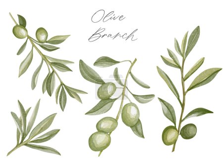 Téléchargez les photos : Ensemble de branches d'olivier aquarelle avec des feuilles. Aquarelle dessinée à la main branches d'olive. Fruits d'olive sur fond blanc - en image libre de droit