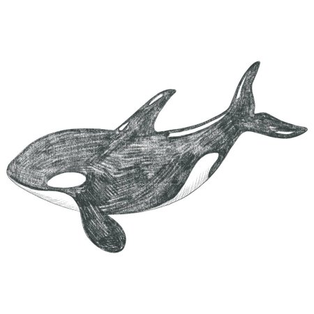 Téléchargez les photos : Épaulard dessiné à la main. Croquis au crayon.. Baleine monochrome sur fond blanc. - en image libre de droit
