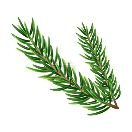 Illustration for Vector fir branches. Green spruce branch. Isolated on white illustration - Royalty Free Image