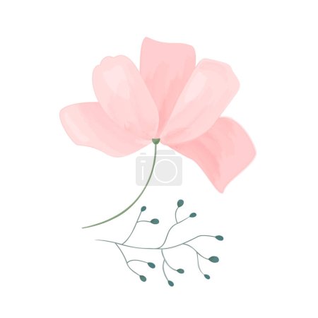 Ilustración de Ilustración de la flor rosa del Cosmos. Flor suave con rama aislada sobre fondo blanco. - Imagen libre de derechos
