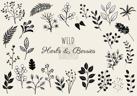 Illustration for Wild herbs and berries, floral elements set. Monochrome botanical illustration. Hand drawn isolated plants. - Royalty Free Image