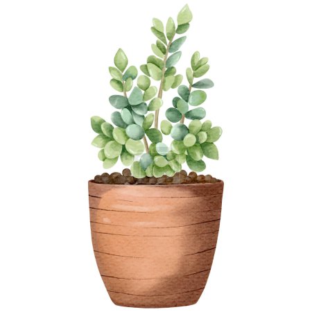 Illustration for Watercolor succulent plant in pot. Watercolor flower pot isolated on white. - Royalty Free Image