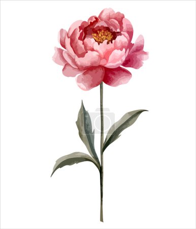 Téléchargez les illustrations : Fleur pivoine aquarelle. Illustration botanique isolée. Elément floral peint à la main - en licence libre de droit