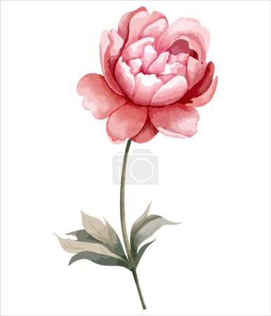 Ilustración de Acuarela flor de peonía. Ilustración botánica aislada. Elemento floral pintado a mano - Imagen libre de derechos