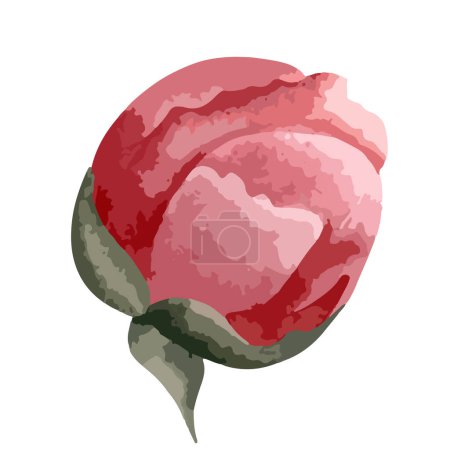 Illustration for Watercolor peony head for floral design. Flower, bud. Vector watercolor peonies - Royalty Free Image