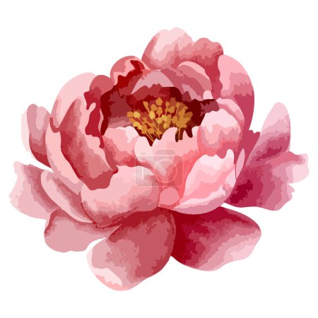 Téléchargez les illustrations : Tête de pivoine aquarelle pour un design floral. Fleur, mon pote. Pivoines vectorielles aquarelle - en licence libre de droit