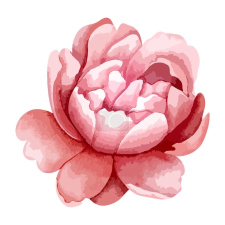 Téléchargez les illustrations : Tête de pivoine aquarelle pour un design floral. Fleur, mon pote. Pivoines vectorielles aquarelle - en licence libre de droit