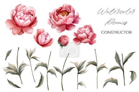 Illustration for Set of watercolor peonies for floral design. Flowers, buds, stem and leaves. Floral constructor. Vector peony - Royalty Free Image