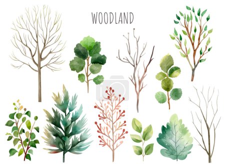Illustration for Set of wild watercolor forest trees and plants. Watercolor woodland. Watercolor nature elements - Royalty Free Image