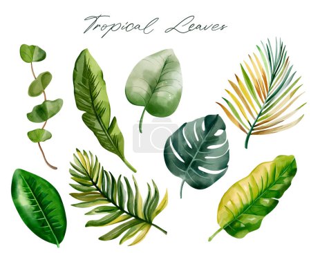 Illustration for Set of tropical leaves. Watercolor exotic leaves. Palm leaves. Hand drawn floral collection. - Royalty Free Image