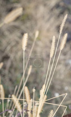 Photo for Field of green bristle grass at its later stages of life also known as Setaria Viridis L. P.Beauv. - Royalty Free Image