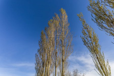 Photo for Central Asian poplar tree against the sky - Royalty Free Image