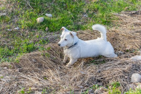 Photo for Dog breed Jack Russell Terrier in nature in the wild - Royalty Free Image