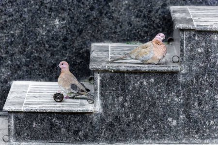 Téléchargez les photos : Représentant de la faune à plumes, un oiseau de la famille des pigeons, l'oiseau à tourterelle (Streptopelia). Scène photographie urbaine - en image libre de droit
