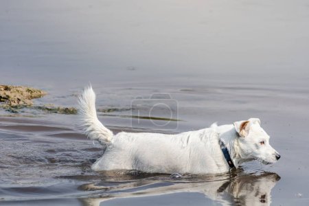Photo for Dog breed Jack Russell Terrier in nature in the wild - Royalty Free Image