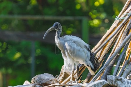 Téléchargez les photos : Oiseau - Ibis (Threskiornis) en plein air - en image libre de droit