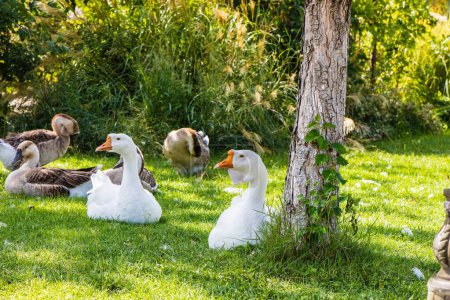 Photo for Poultry with valuable meat and a source of nutrients - Goose. Free-range geese. - Royalty Free Image