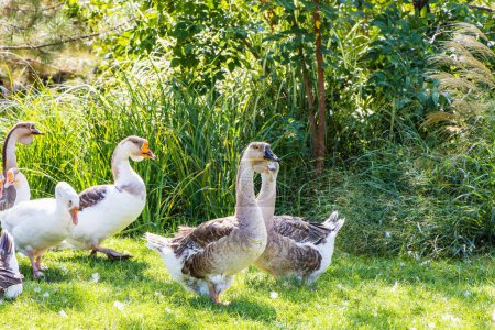Photo for Poultry with valuable meat and a source of nutrients - Goose. Free-range geese. - Royalty Free Image