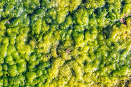 Natürliche Textur in der Natur mit natürlicher Pflanzenoberfläche Wassergras oder Algen.