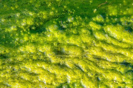 Natürliche Textur in der Natur mit natürlicher Pflanzenoberfläche Wassergras oder Algen.