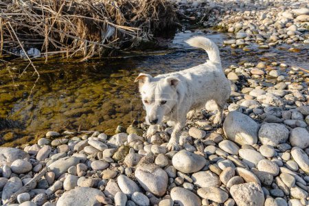 Chien de race Jack Russell Terrier dans la nature à l'état sauvage