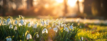 Photo of beautiful spring white flowers with blurred background. the flowers are called snowdrops