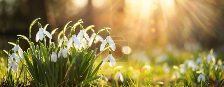 Photo of beautiful spring white flowers with blurred background. the flowers are called snowdrops