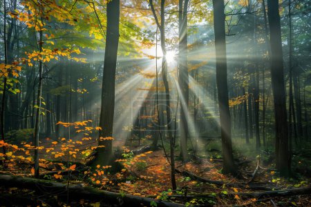 Photo of a fairytale landscape with sunlight streaming through the forest.