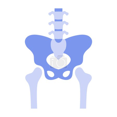 Menschliches Hüftgelenk, einfache anatomische Darstellung des Vektorvektors Beckenknochen