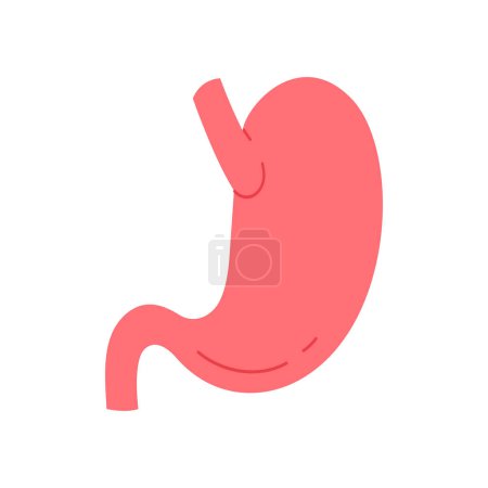 Téléchargez les illustrations : Ventre humain, organe interne du système digestif, illustration vectorielle de carte simple médicale - en licence libre de droit